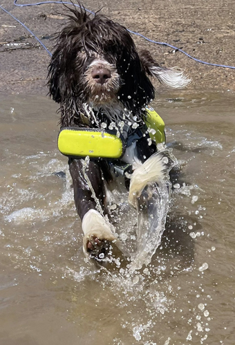 Zip in the Saint John River New Brunswick